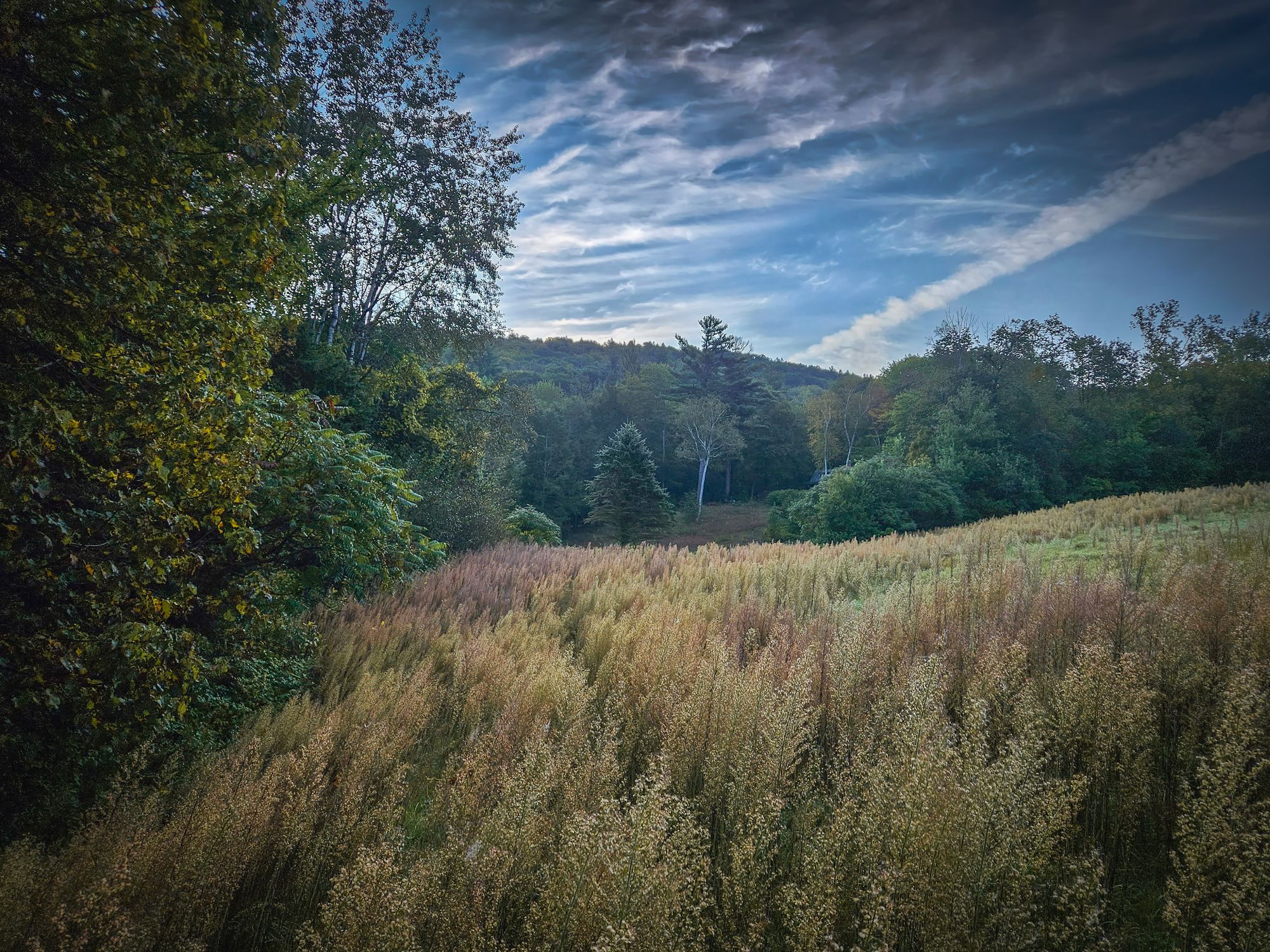 Finding Home at Magpie Farm